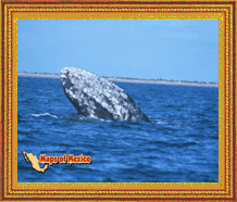 Click here for La Paz, Baja California Sur, Mexico pictures!