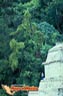 Palenque-picture-of-mexico-2.jpg