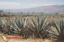 Tequila-picture-of-mexico-1.jpg